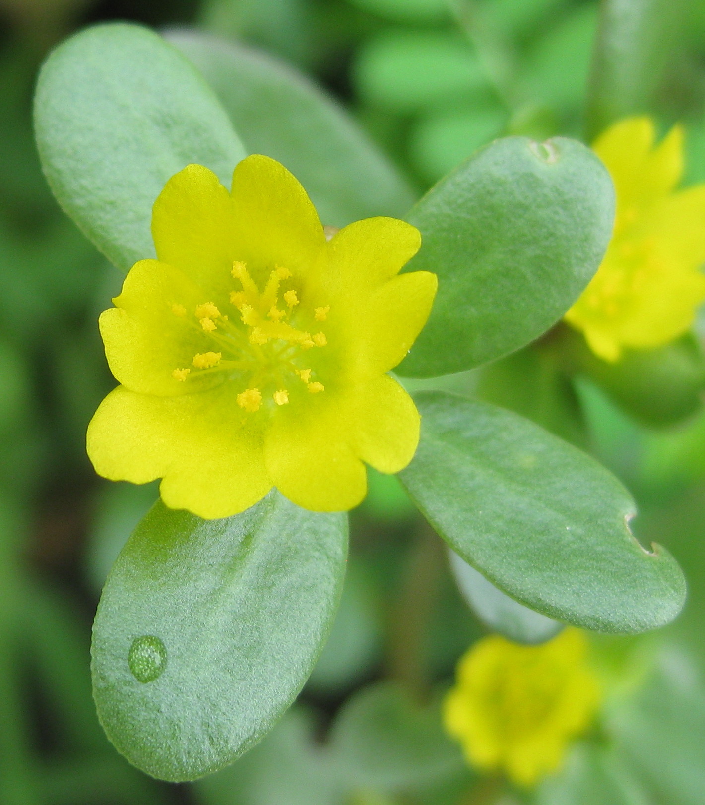 Flor amarela vibrante com cinco p&eacute;talas e estames dourados, cercada por folhas verdes ovais, uma delas com uma gota d&aacute;gua, em um fundo desfocado de folhagem verde