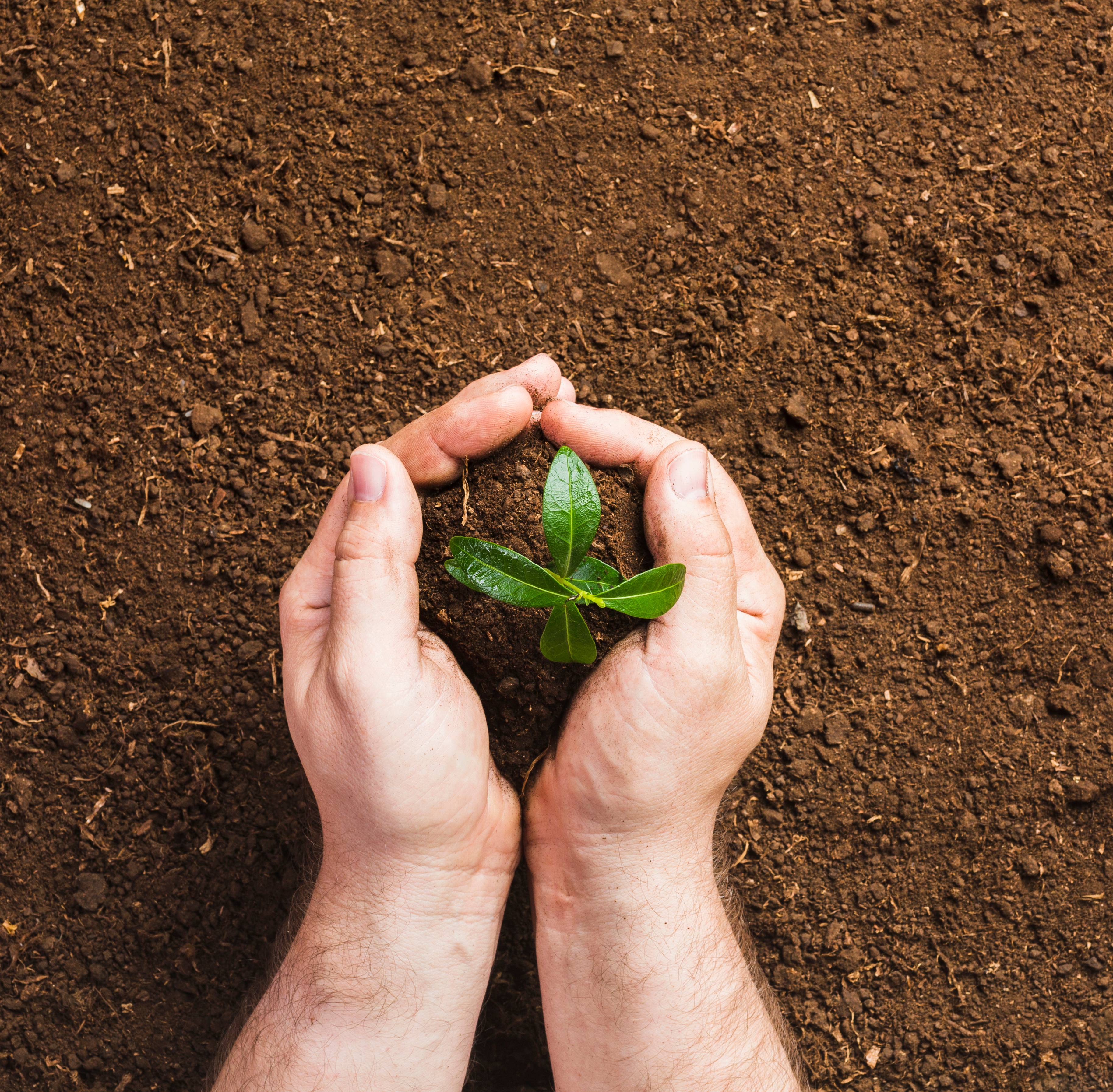 Jardins: um caminho possível para a sustentabilidade
