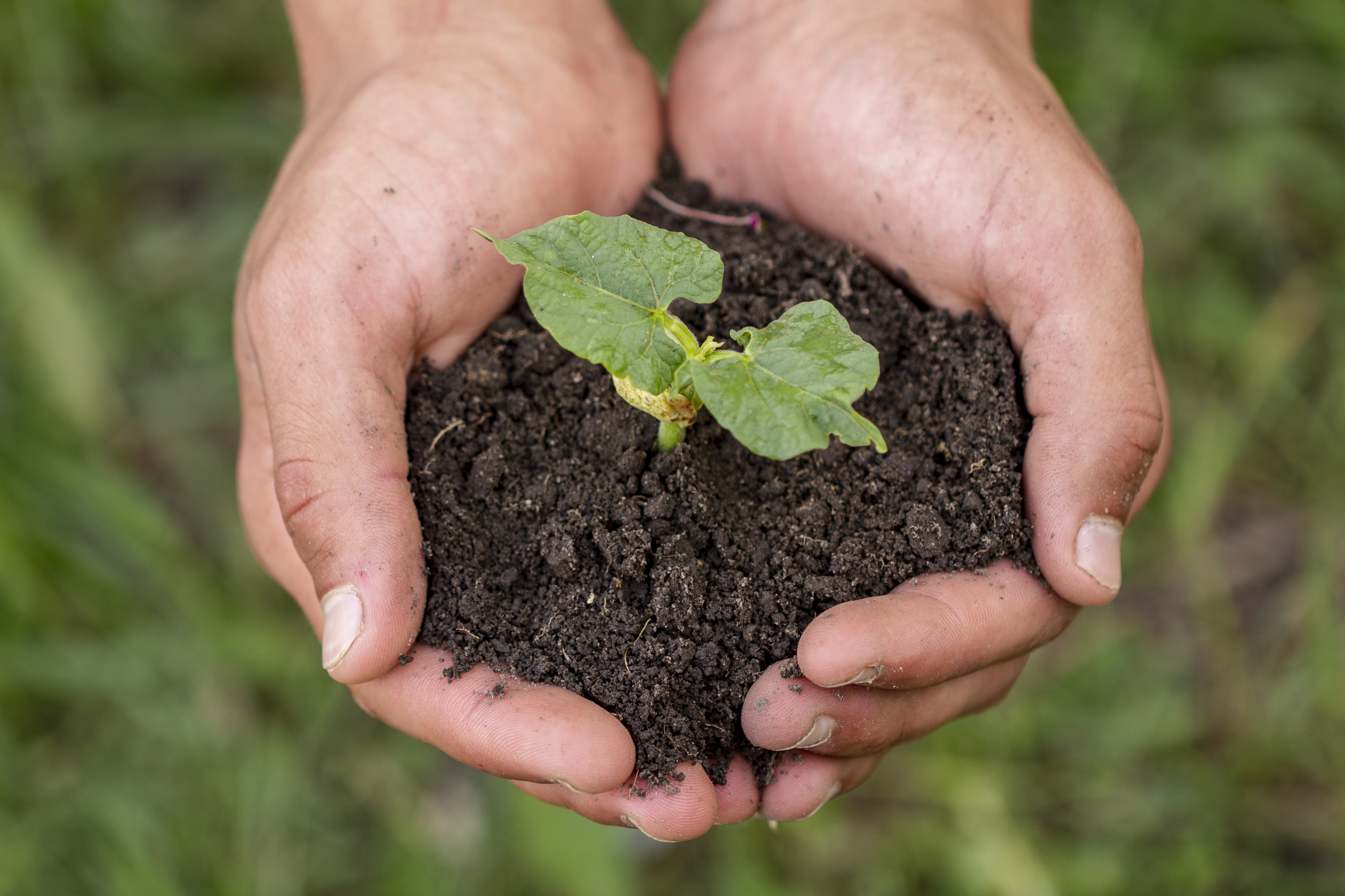M&atilde;os de uma pessoa seguram um punhado de terra escura com uma pequena muda verde brotando, em um fundo desfocado de grama