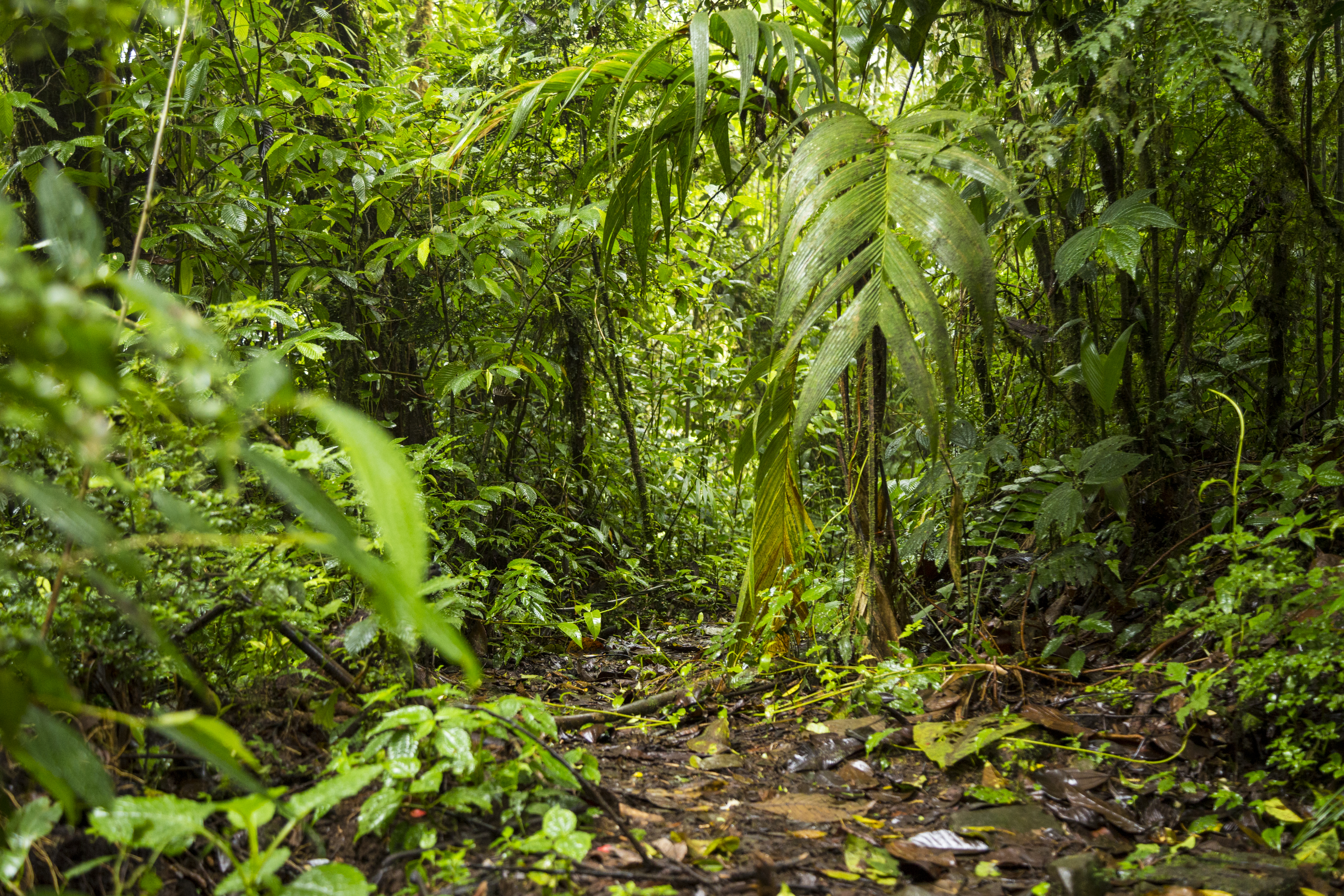 Trilha de terra &uacute;mida e escura em uma floresta tropical densa, com vegeta&ccedil;&atilde;o exuberante e folhas verdes de diversos tamanhos, algumas com gotas de &aacute;gua, indicando um ambiente chuvoso ou &uacute;mido