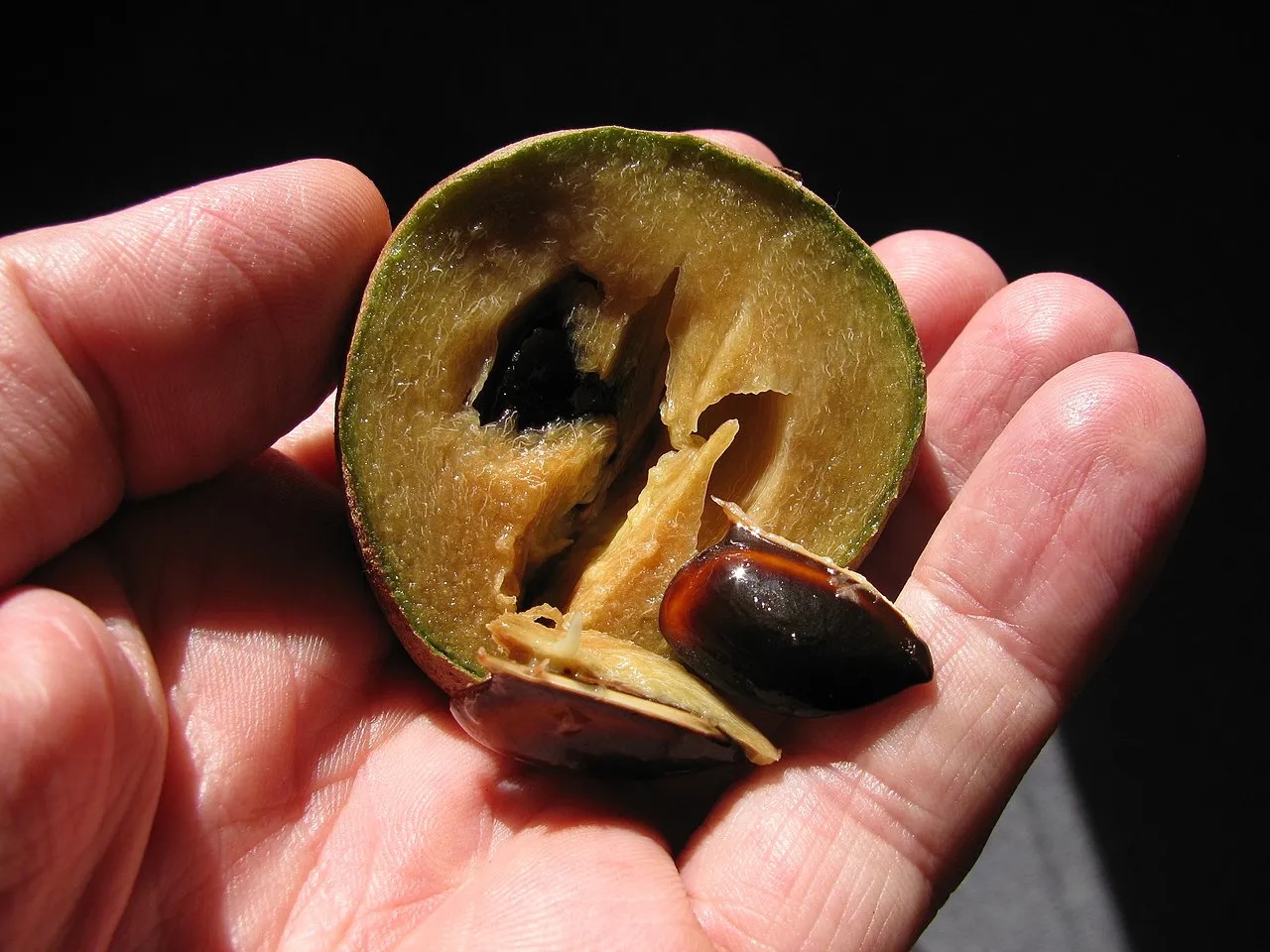 Uma m&atilde;o segura uma fruta sapoti cortada ao meio, revelando a polpa marrom-clara e uma semente escura e brilhante. A casca &eacute; verde e a polpa tem textura fibrosa. O fundo &eacute; escuro, destacando a fruta e a m&atilde;o
