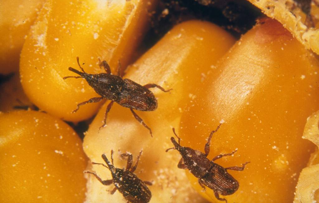 Carunchos nos alimentos: como eliminar e prevenir insetos na despensa. Na foto, Tr&ecirc;s gorgulhos marrons escuros, com corpos alongados e focinhos proeminentes, rastejam sobre gr&atilde;os de milho amarelos e brilhantes, alguns com pequenas marcas brancas de poeira ou res&iacute;duos